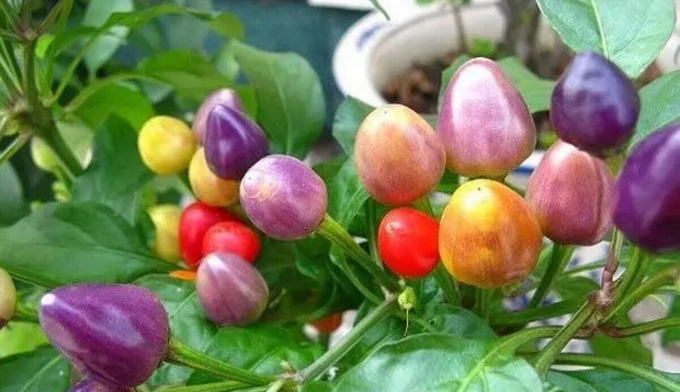 这种辣椒叫做五彩椒.在广西的人们都应该吃过吧.