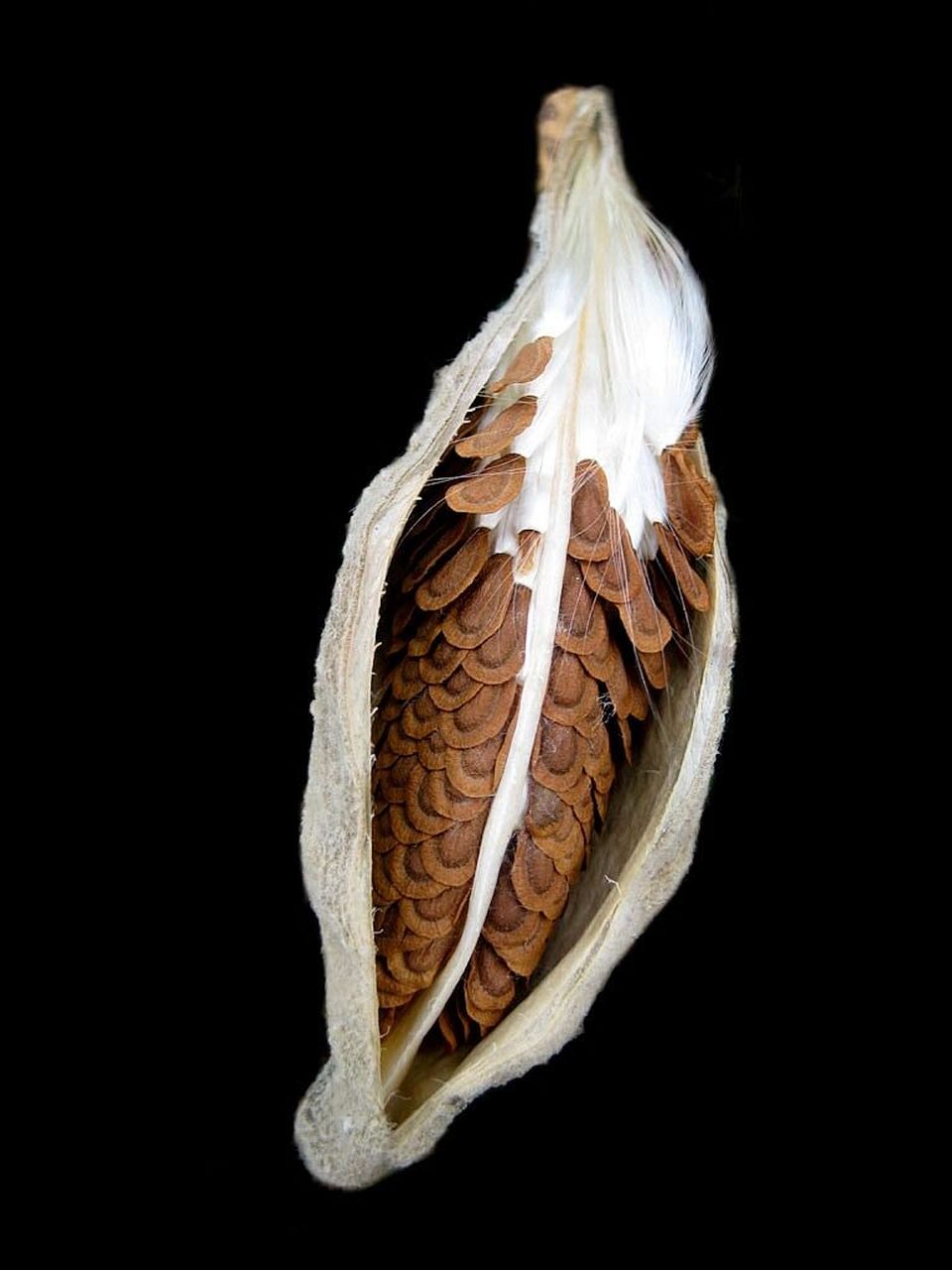 大自然的艺术品,在风中起舞的种子|马利筋 马利筋(asclepias curas