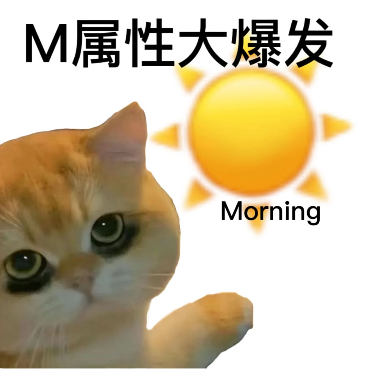 m属性大爆发! 我会熬到morning