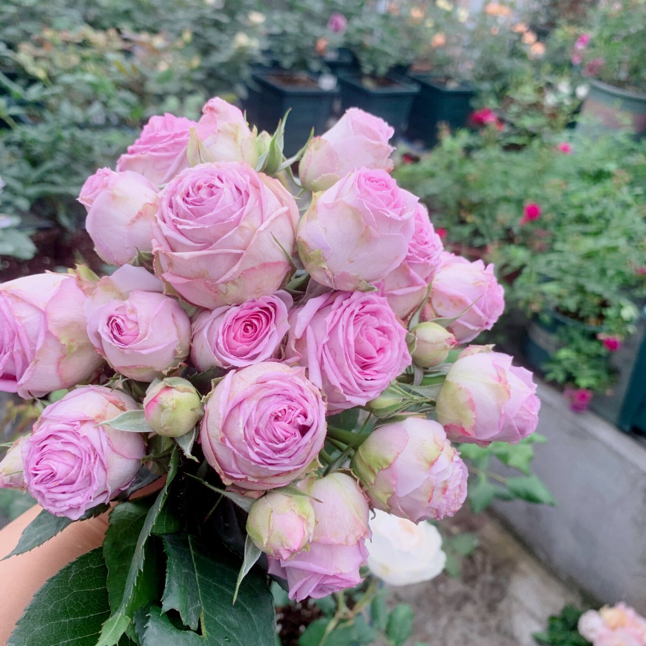 薰衣草蕾丝月季95 收获一堆小可爱啦!