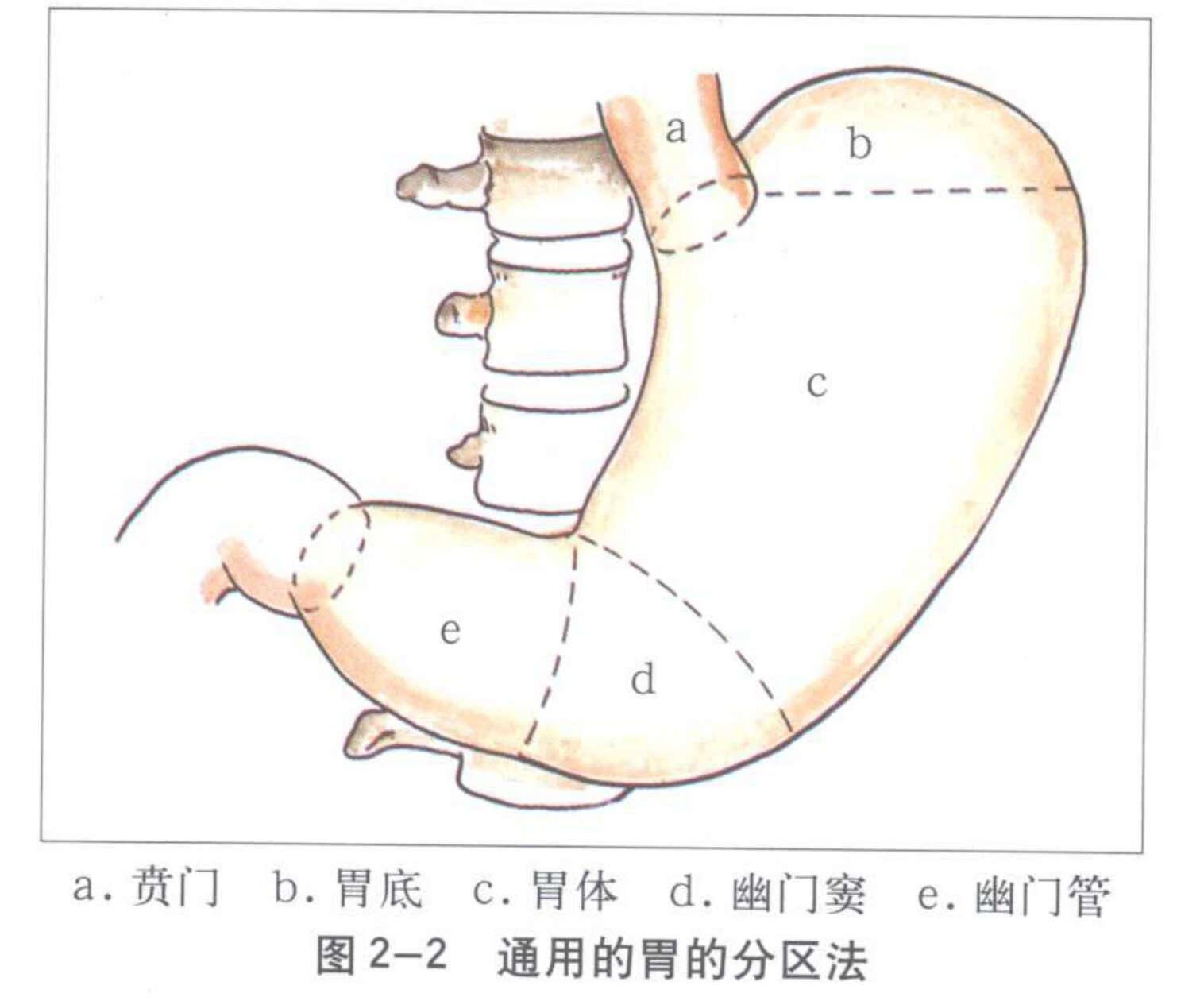 胃底胃体分区图片