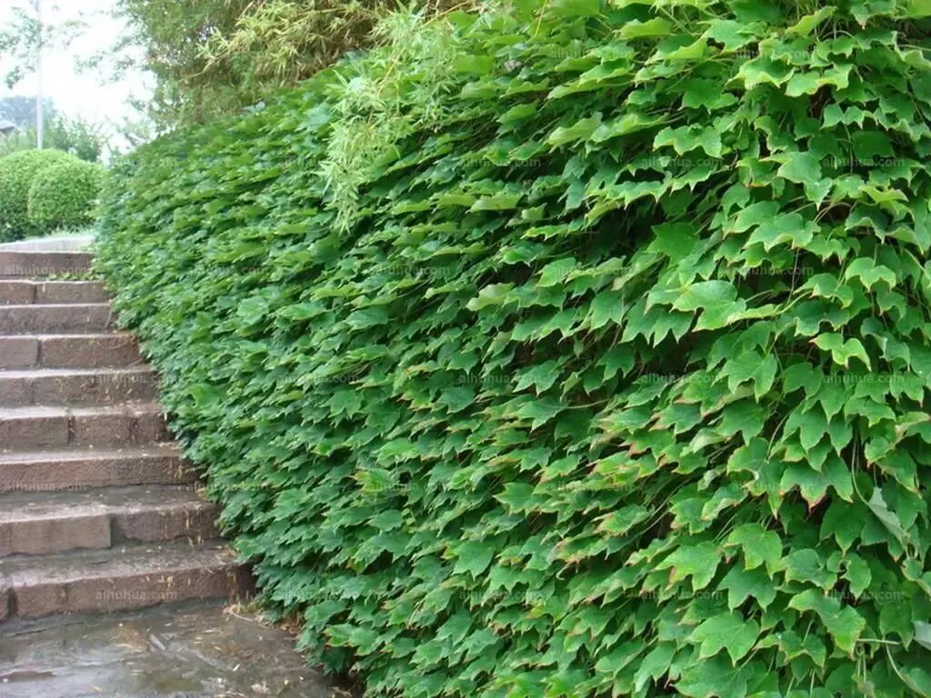 tricuspidata)又名:爬墙虎,地锦,飞天蜈蚣,假葡萄藤,红丝草,石血,铁