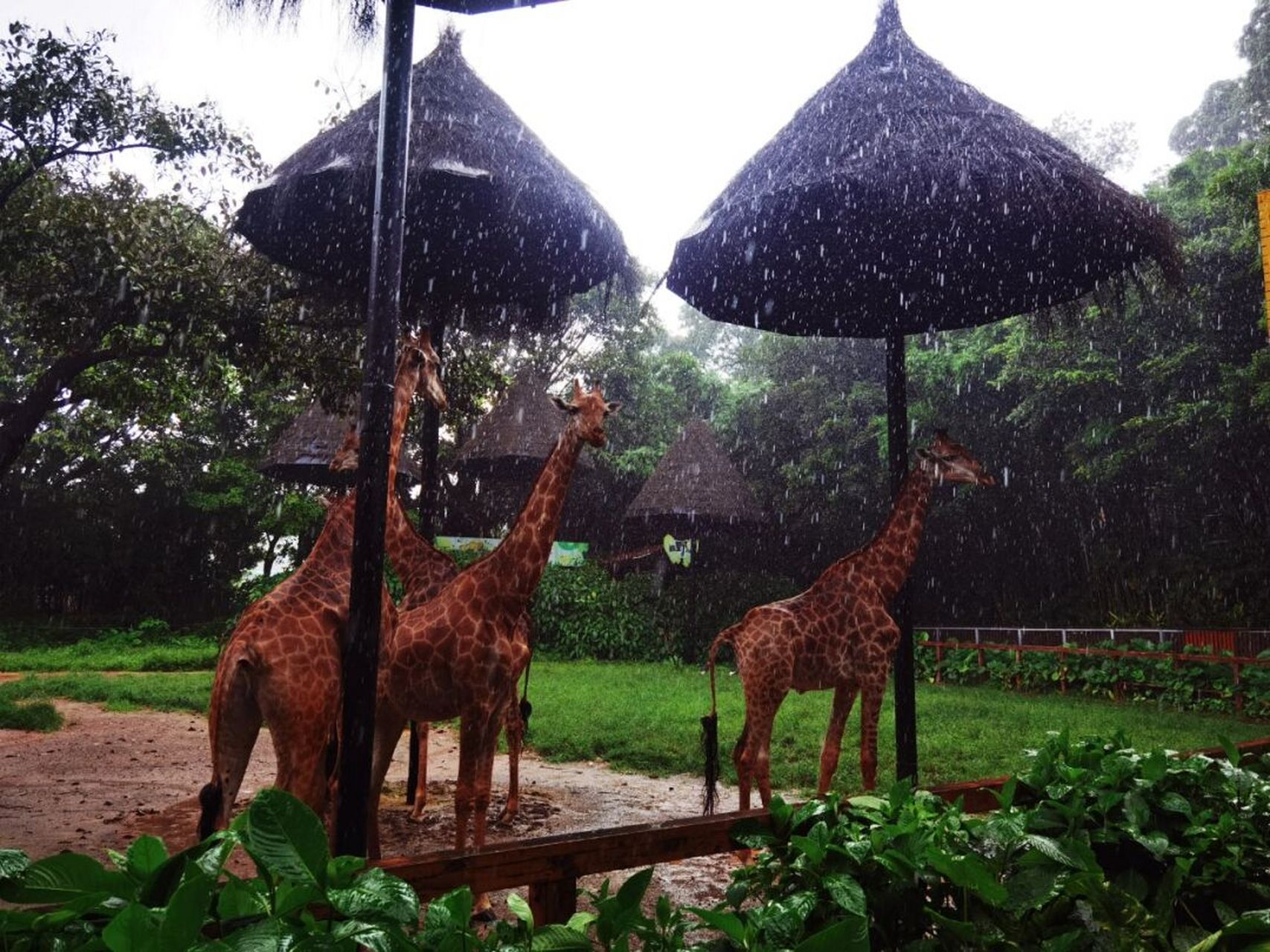 下雨天去广州长隆野生动物园 1909090雨天逛,也非常不错呢!