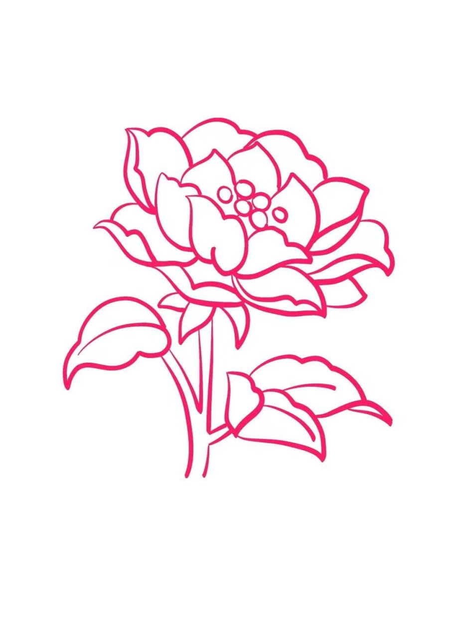 牡丹花简笔画 牡丹花,被誉为"花中之王",以其富丽堂皇的花朵和芬芳的