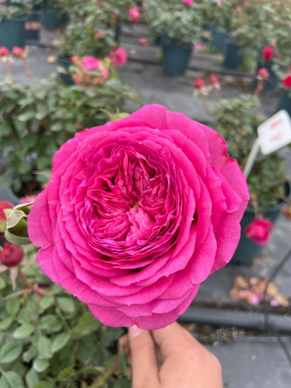 月季61扇子植株矮小 植株矮小,30-50cm花就能爆盆.