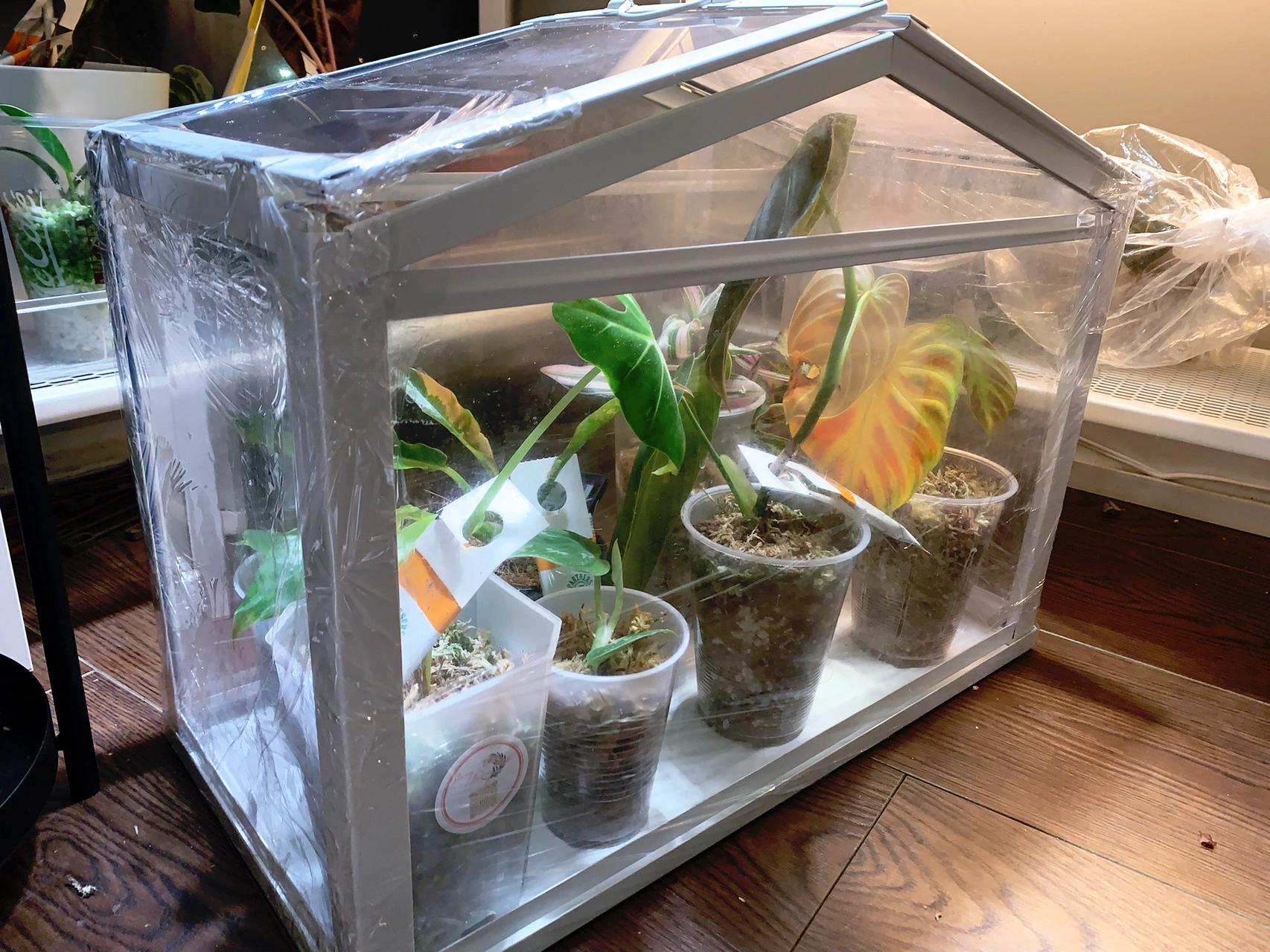 包保鲜膜之前这个小温室根本无法保湿,加保鲜膜之后湿度可以到90%以上