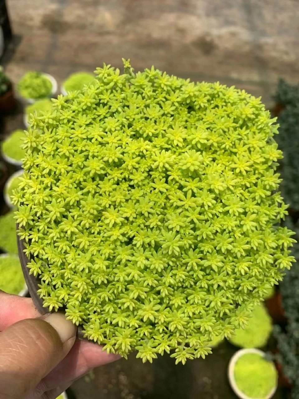 黄金薄雪万年草-又称黄金万年草-黄金草 黄金薄雪万年草(学名:sedum