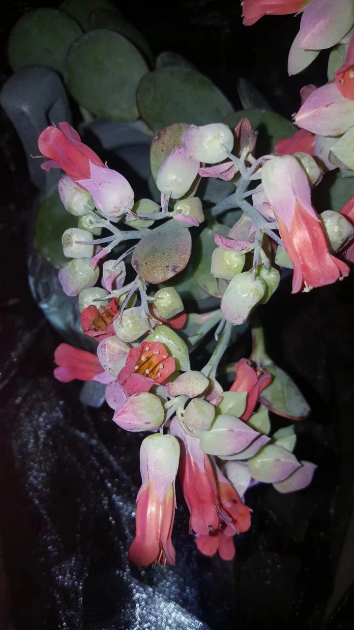 多肉类的白姬之舞,开花了真的好喜欢啊! 有人喜欢吗?