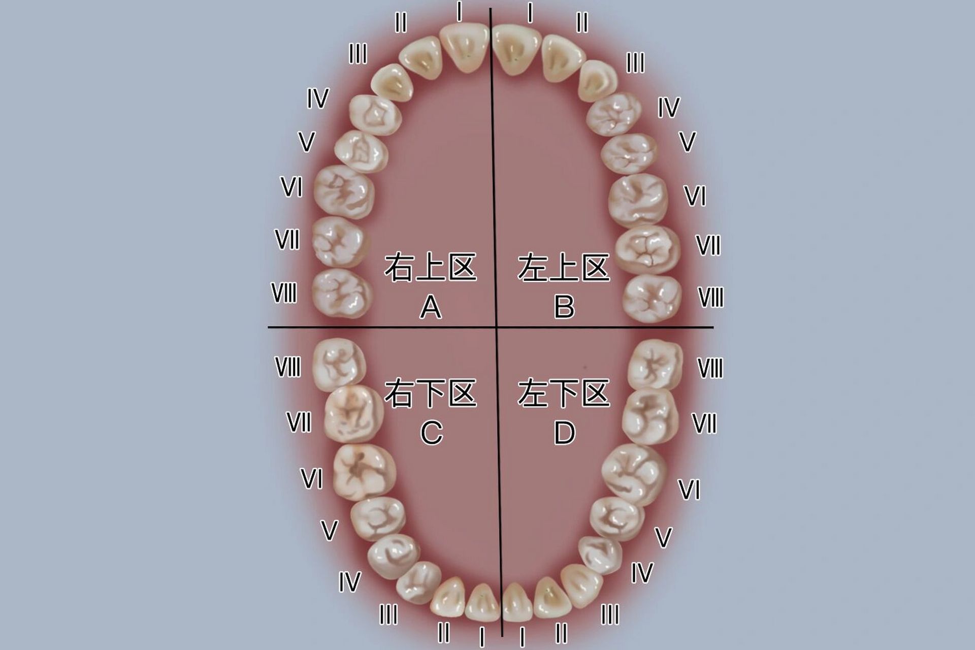 牙齿十字标记法