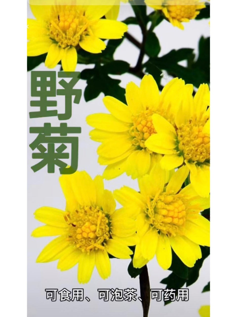 野菊花跟千里光开的花差不多,你分得清吗 野菊花是菊科,菊属多年生