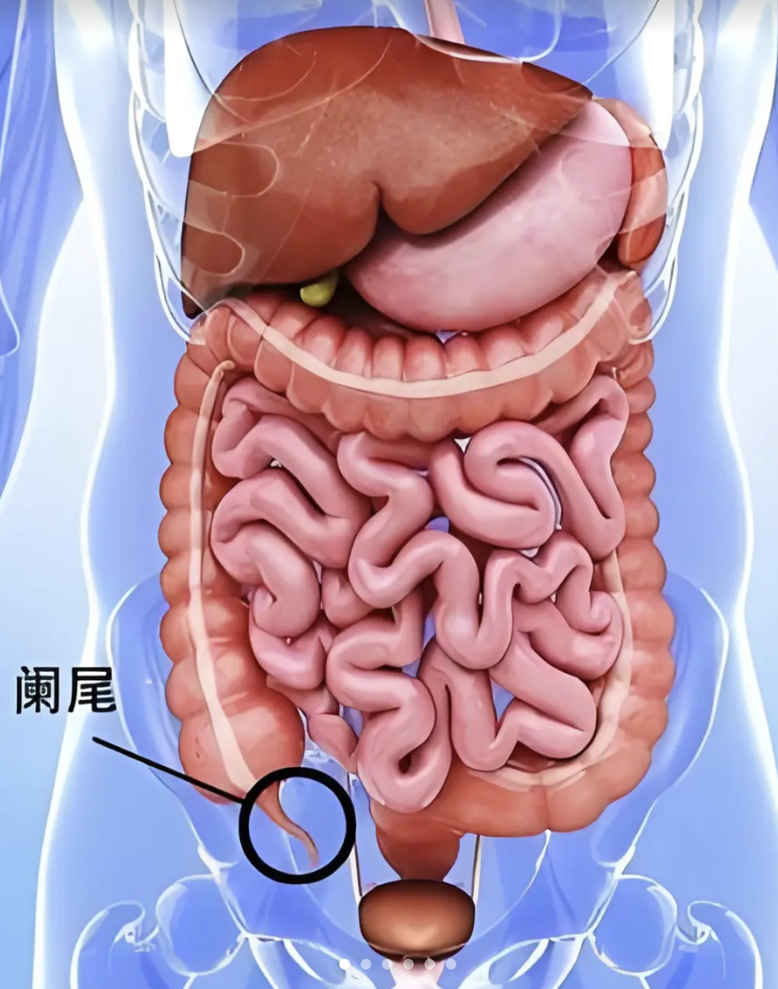 阑尾长在人体的右下腹部,具体位置在盲肠和回肠之间