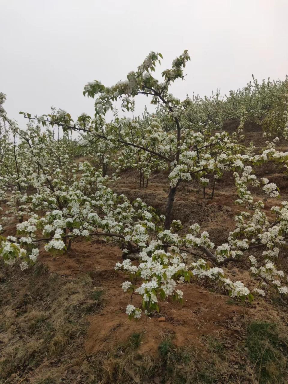 2022年4月19日,我們迎來興城鹼廠梨花節,萬畝梨園,期待與你相遇我的