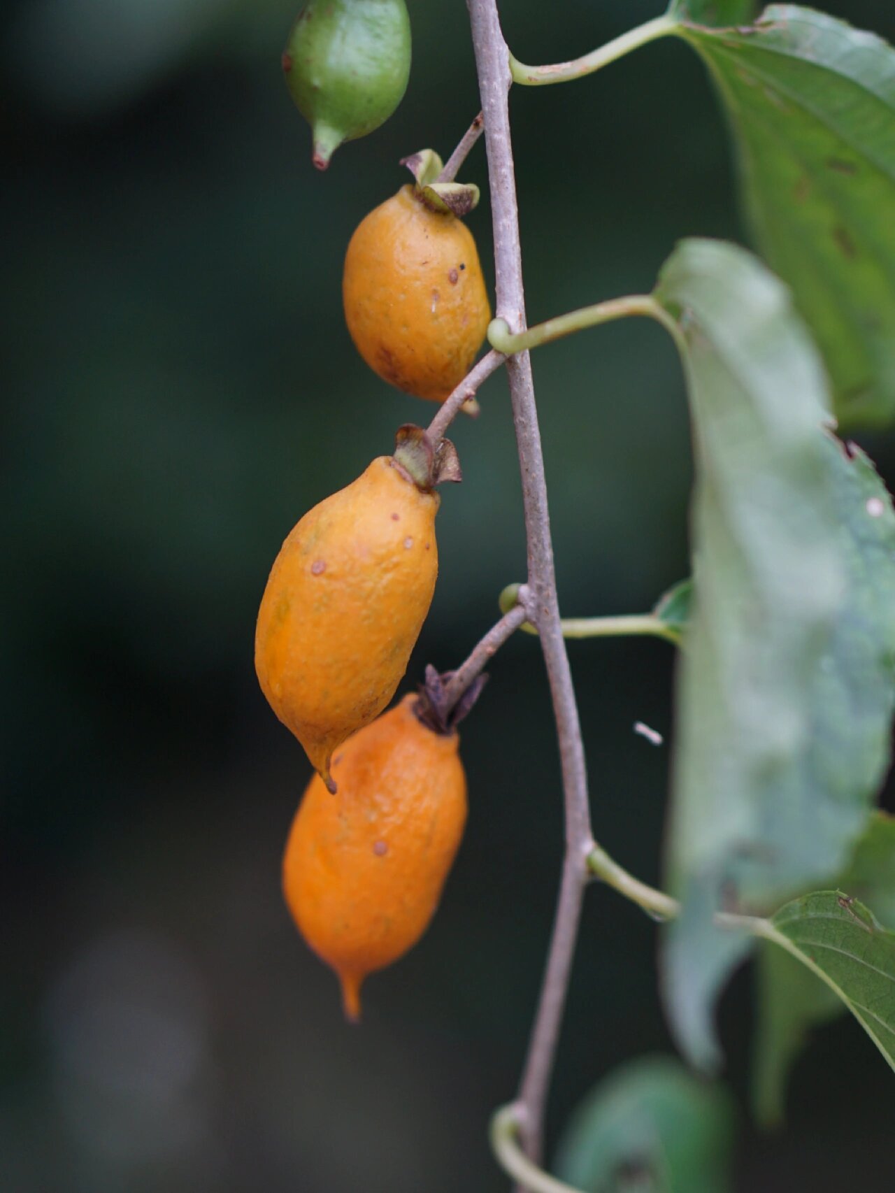 对萼猕猴桃actinidia valvata,一种产自安徽,浙江,江西,湖北,湖南等省