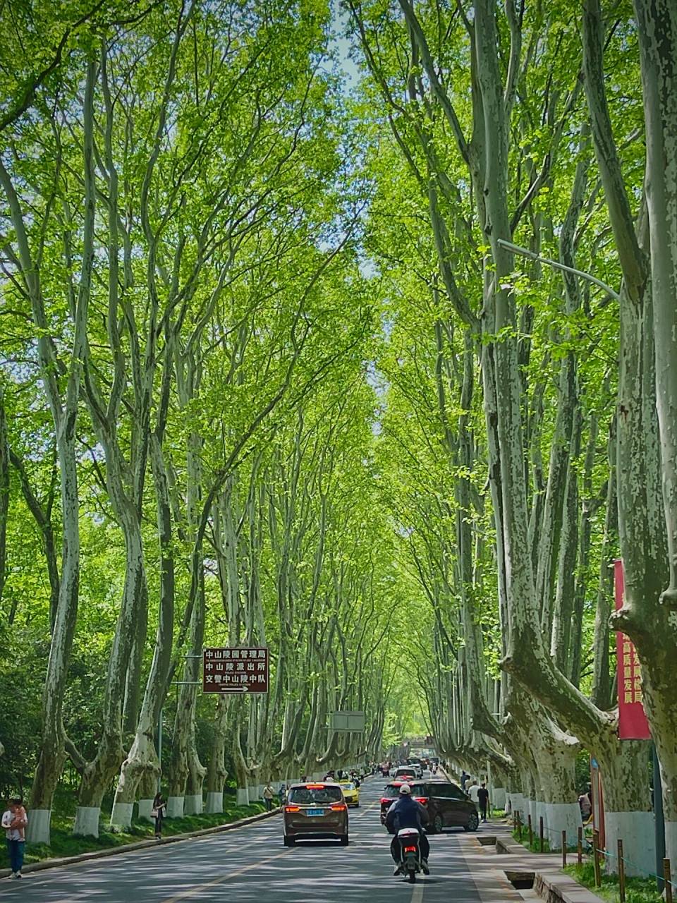 南京梧桐大道绿了 总要去趟南京吧走走梧桐大道