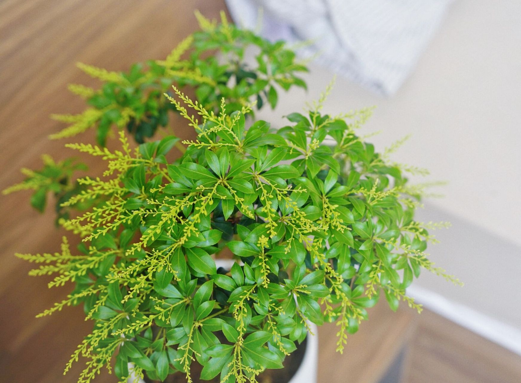 种在土里的马醉木/土培马醉木 日本进口马醉木原盆|pierisjaponica