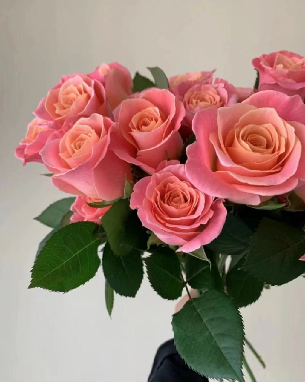 欢迎种草,仙气飘飘的『朱小姐玫瑰』 67朱小姐玫瑰|少女闪闪眼神里