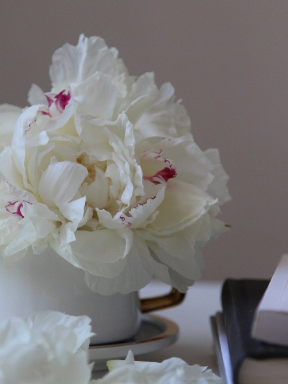 杨妃出浴芍药|永远是我心里的白月光 第一次入白色系芍药, 喜欢它的