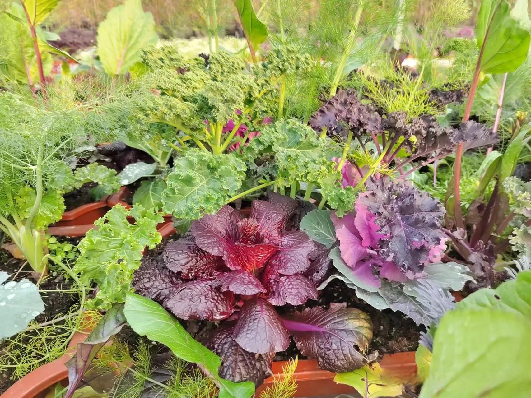 奇妙的食用景观蔬菜系列(2)———紫白菜.