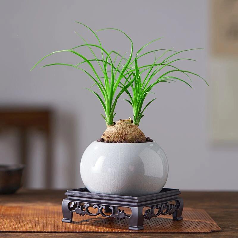 每日一植|酒瓶兰