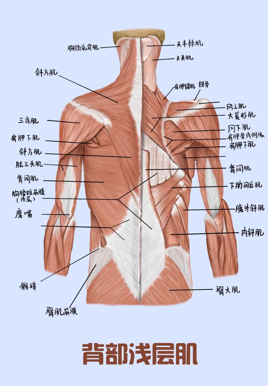 你知道吗?背部浅层肌群千万不要这么画!