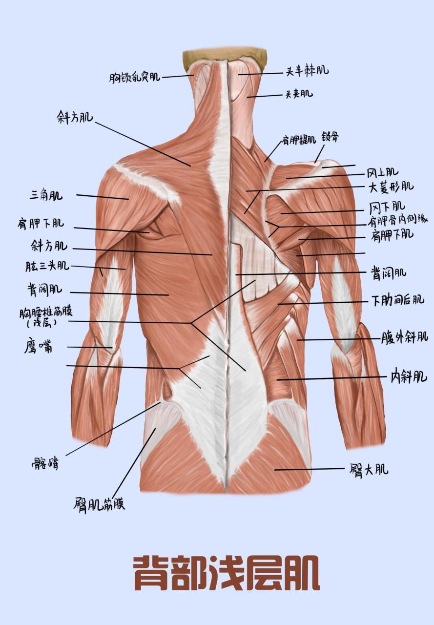 背部肌肉群图解图片