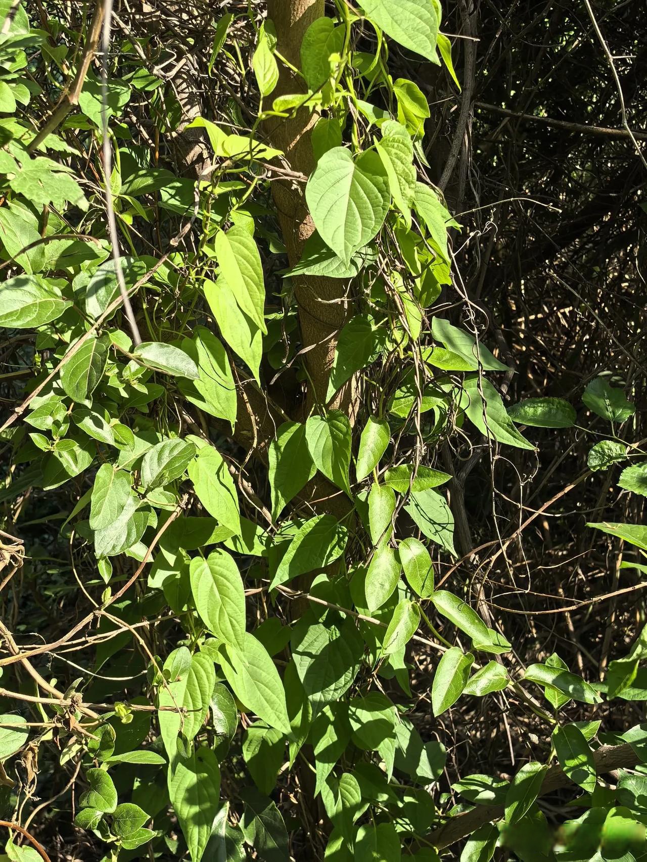 晒图笔记大赛 武汉东湖有许多野生鸡屎藤 去武汉东湖骑自行游玩,一路