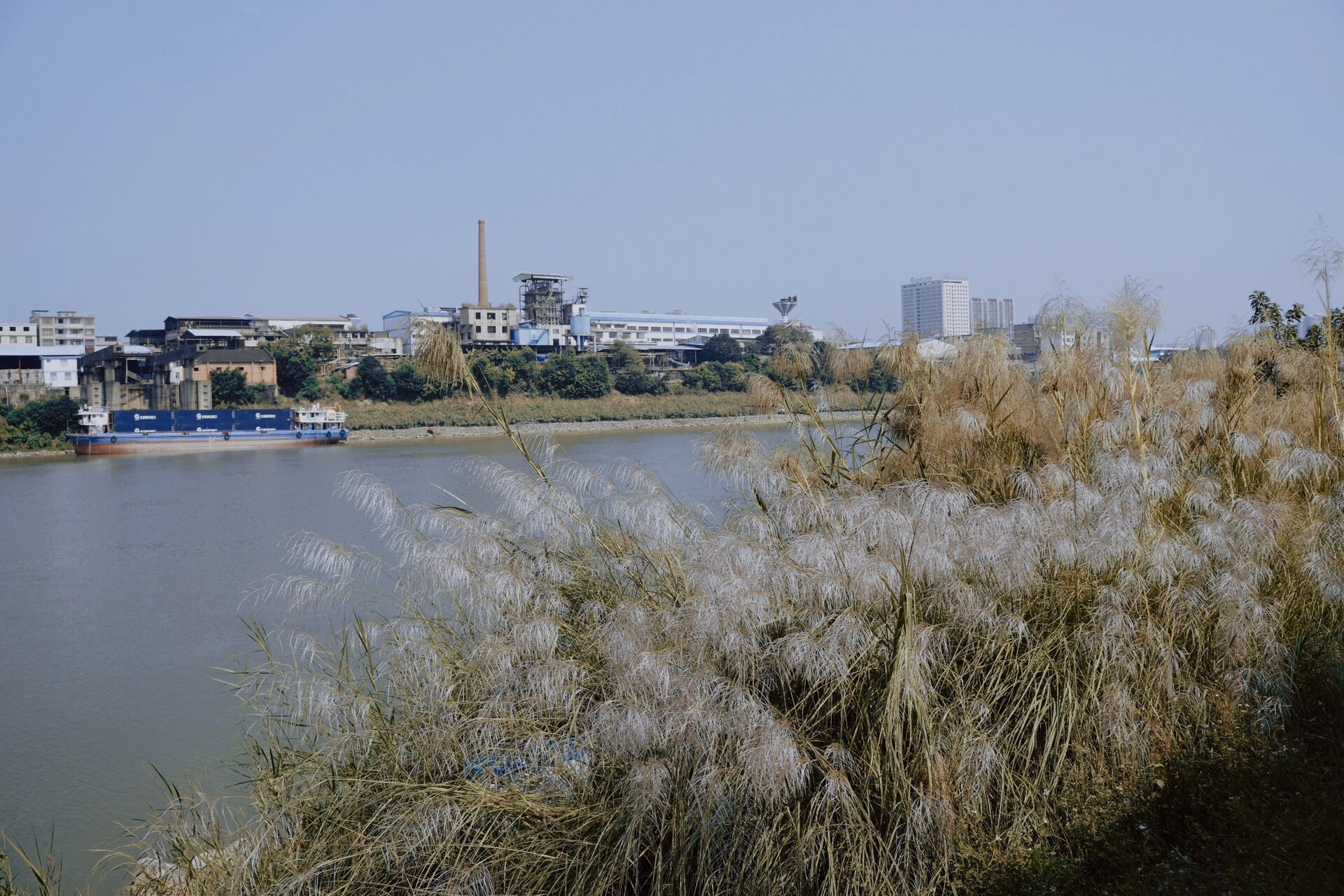 贵港┆拍照好地方「滨江公园」 芦苇季 想拍照的姐妹选个好天气就冲吧