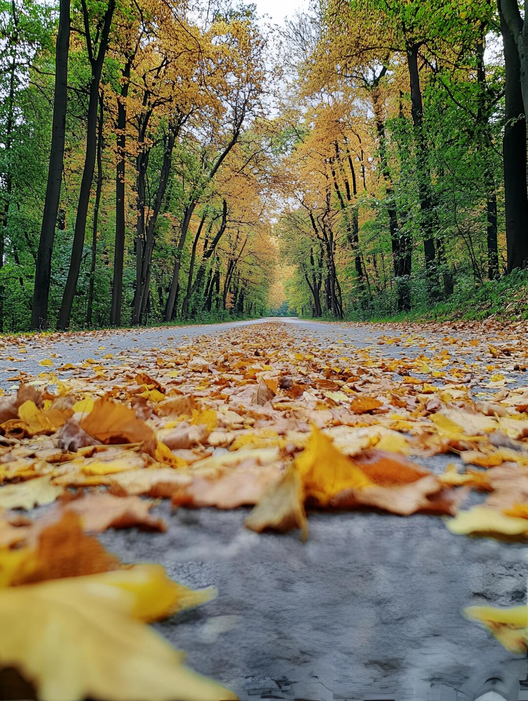 在金色的秋季,微风轻轻拂过,密密的落叶在风中翩翩起舞