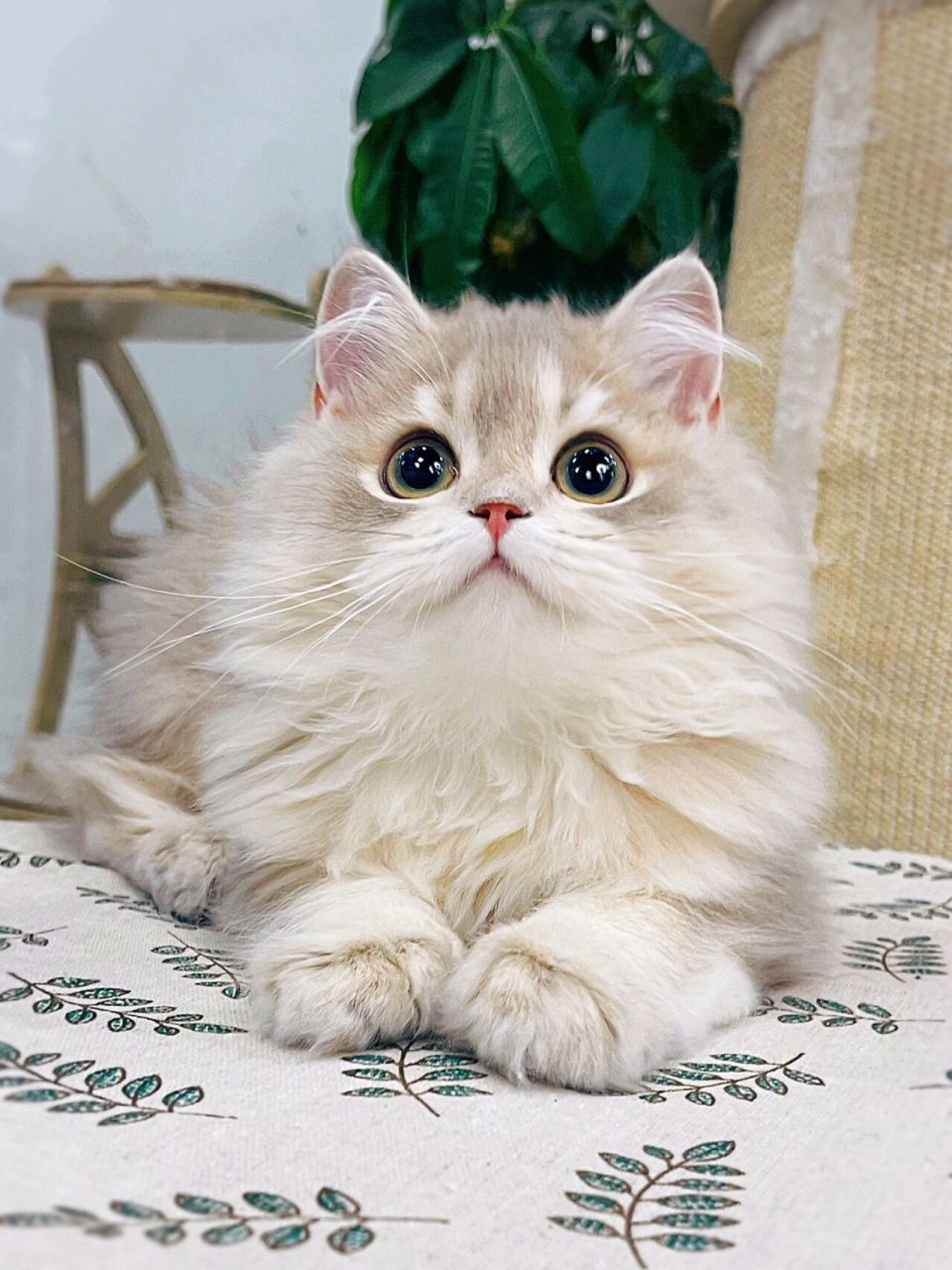 蓝金渐层长毛 礼貌乖巧 英国长毛猫 蓝金渐层 有点焦糖化 性格乖巧