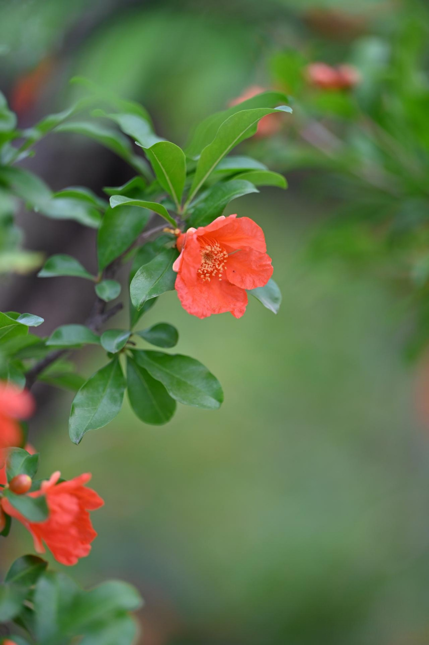 西安的市花图片