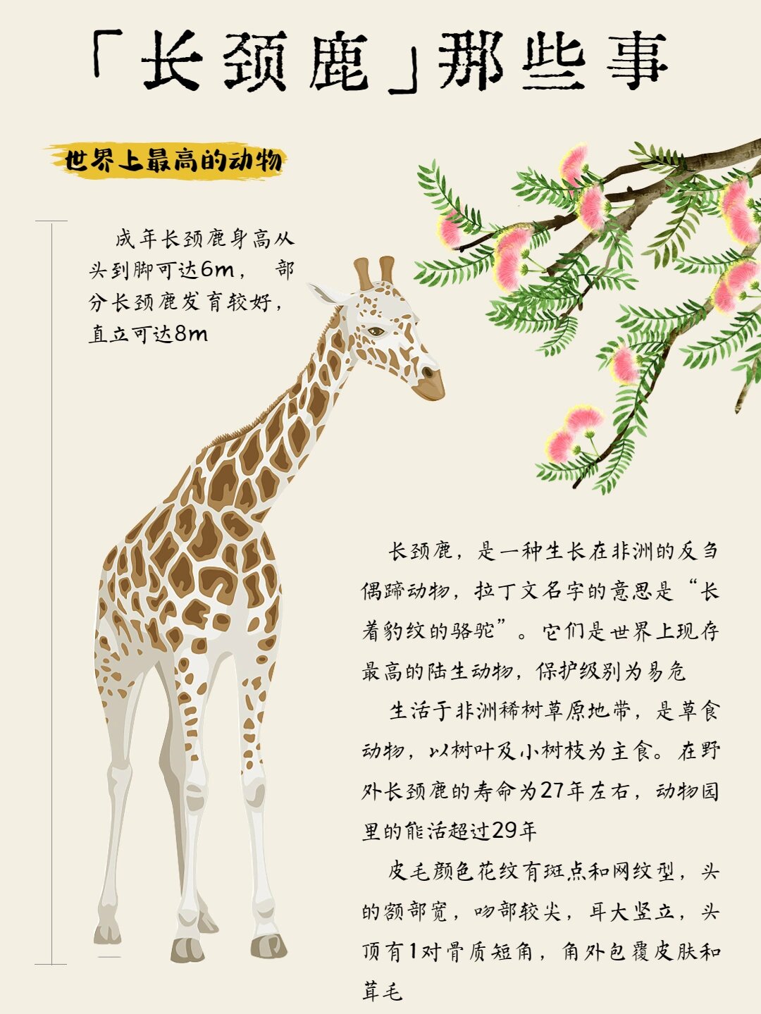 【动物科普·长颈鹿】离谱的知识又增加了