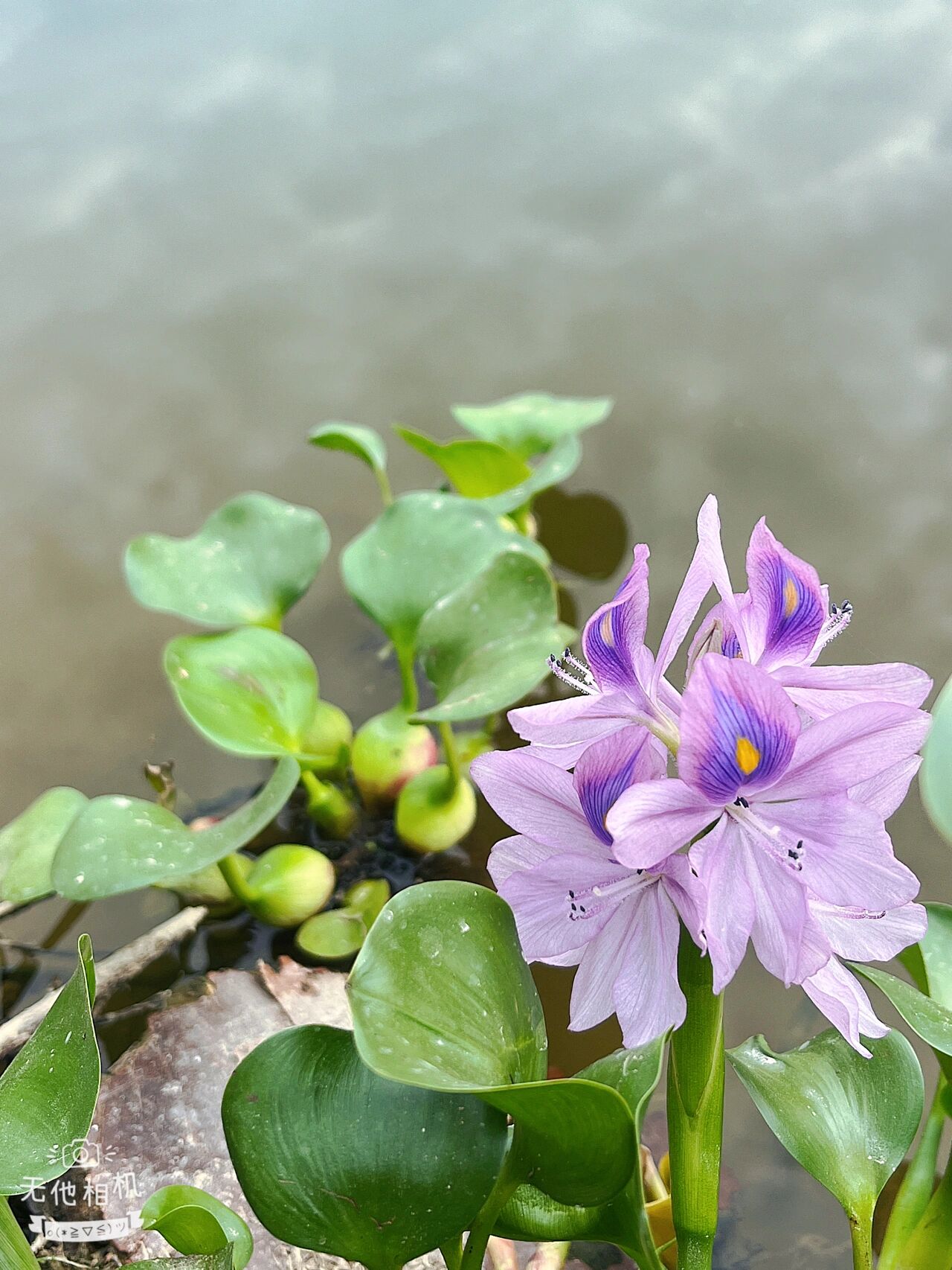 水葫芦开花 寓意图片