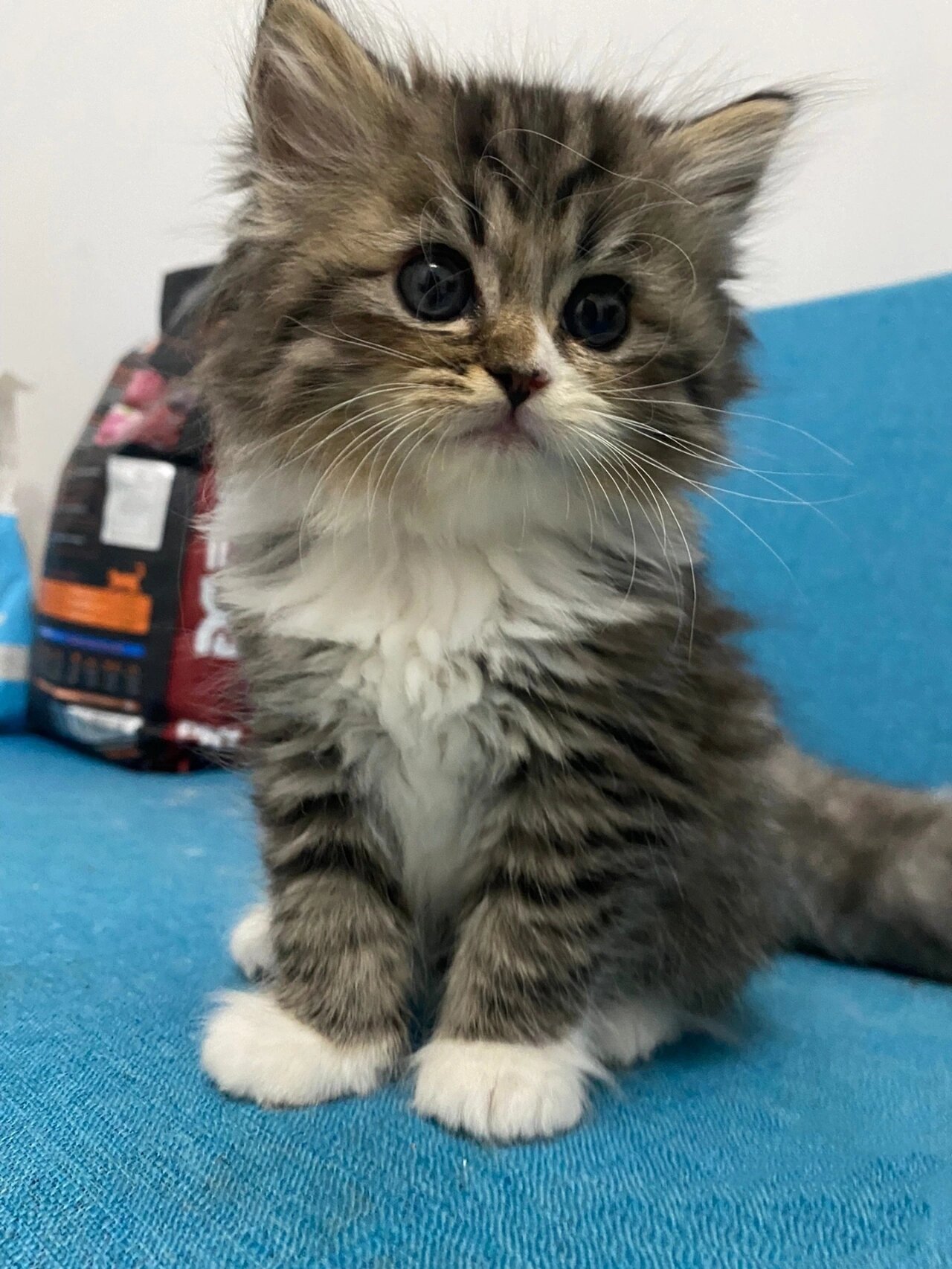 我家新来的小朋友 长毛虎斑猫