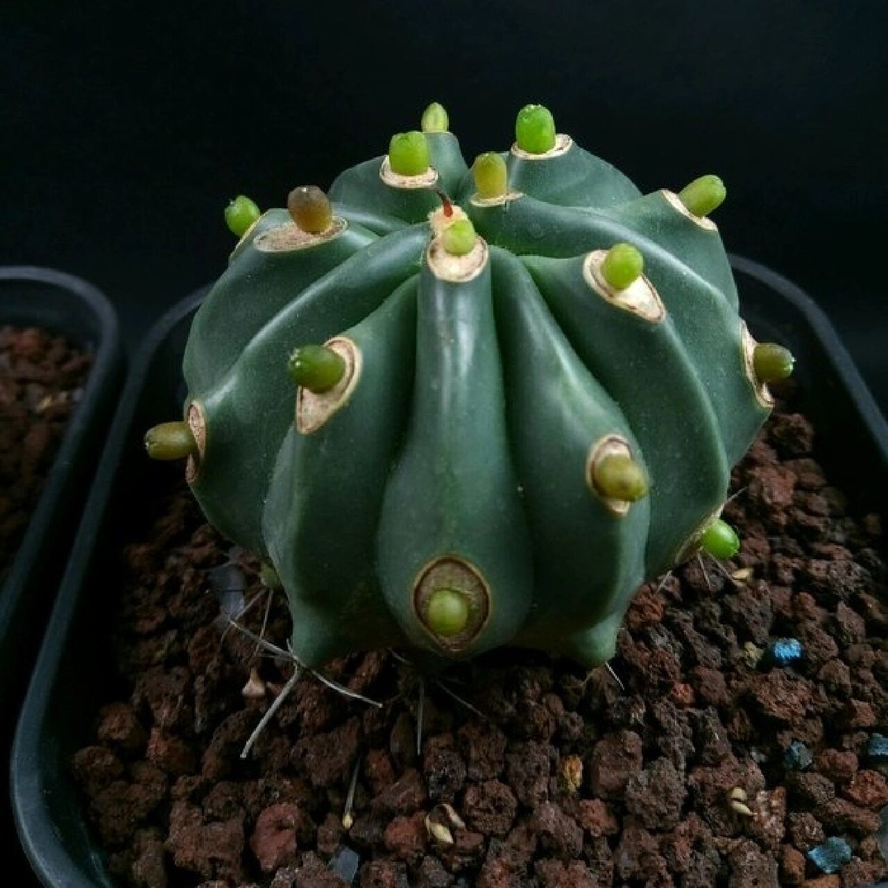 仙人球嫁接的骚操作 嫁接是每个仙人球爱好者,为了节约成本,促进