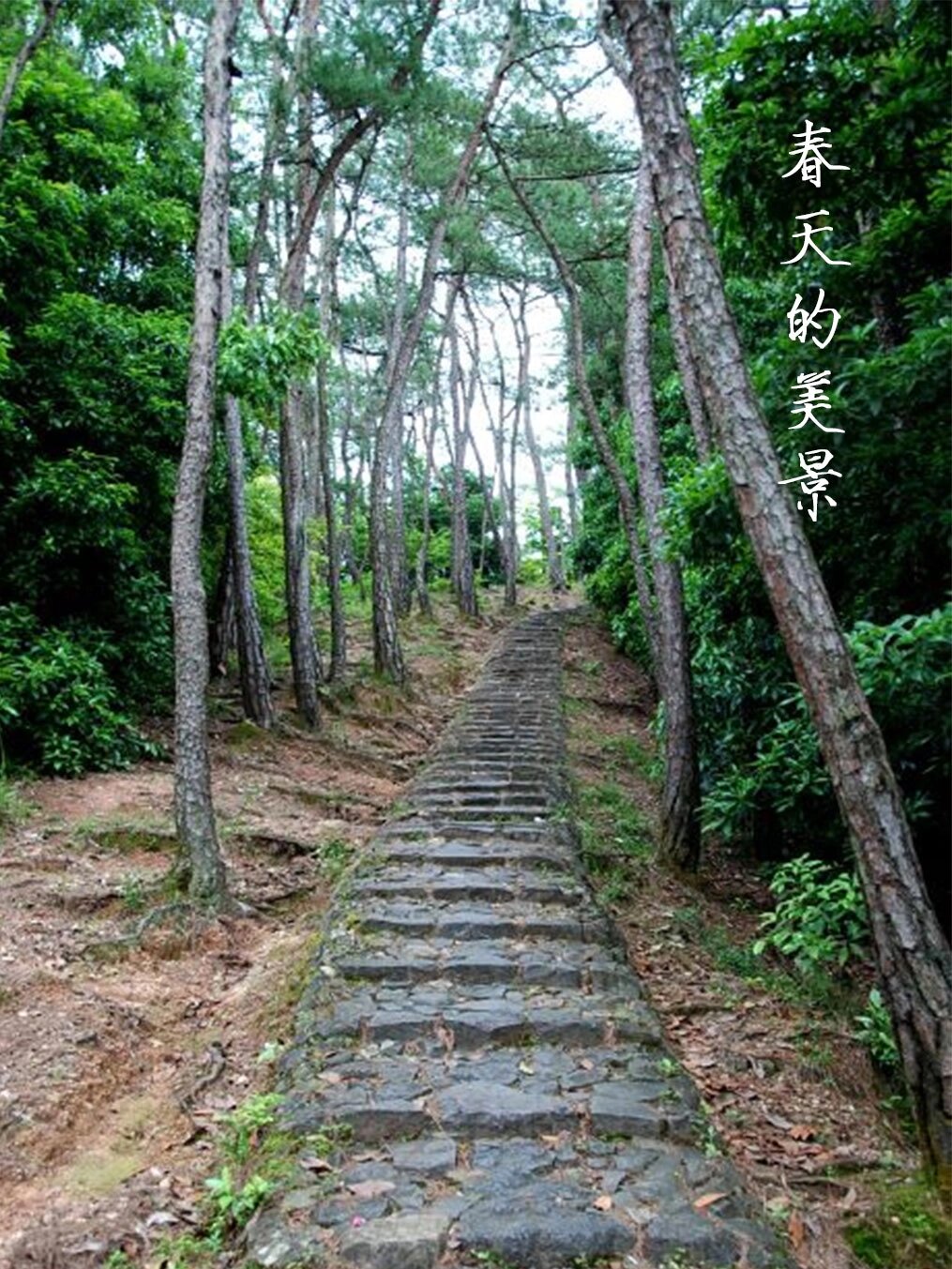 春天95的天台山,阳光明媚百花94竞开,鸟语花香芳草95萋萋,到处