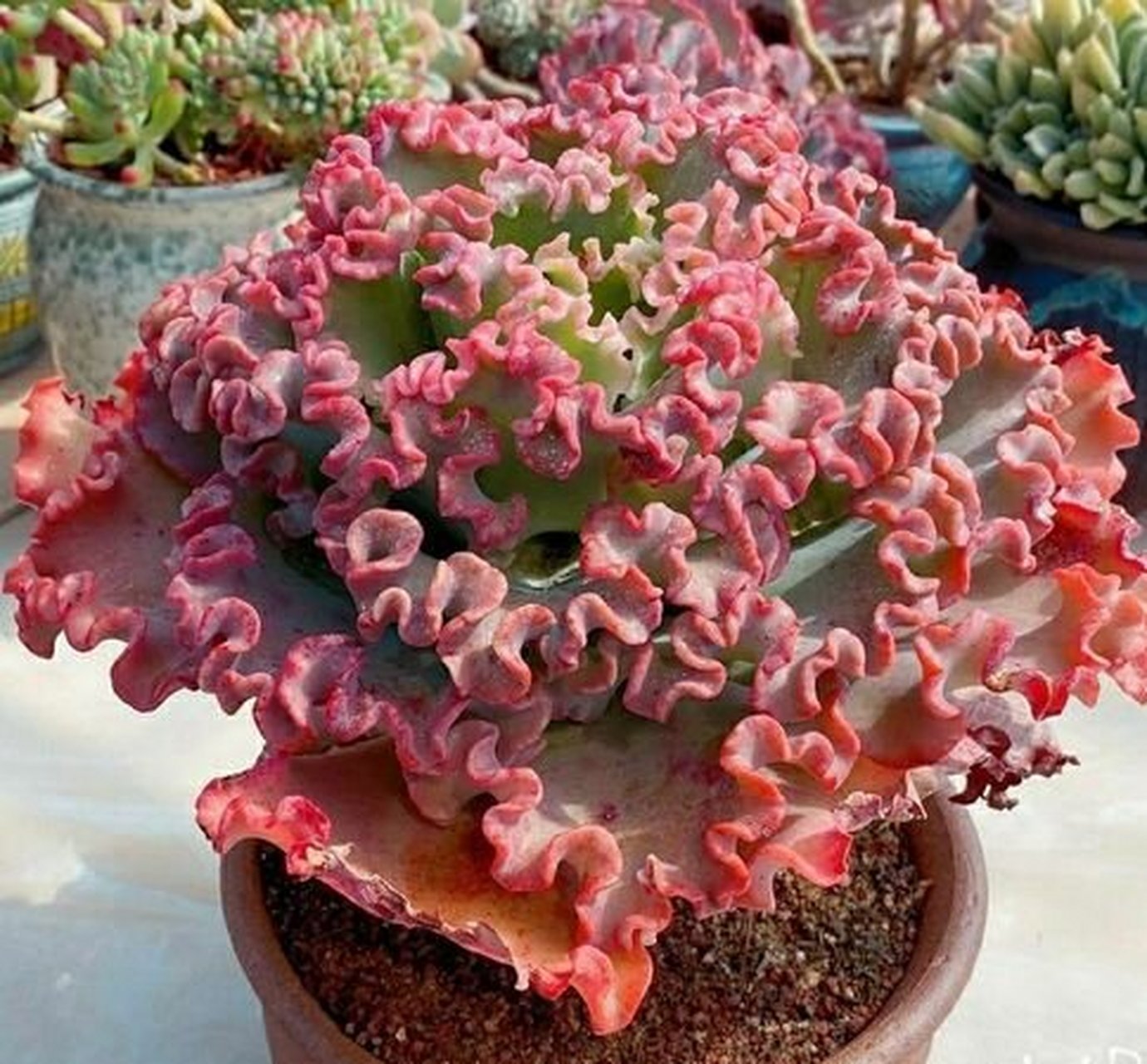 科:景天科crassulaceae 属:拟石莲花属 echeveria 拉丁学名