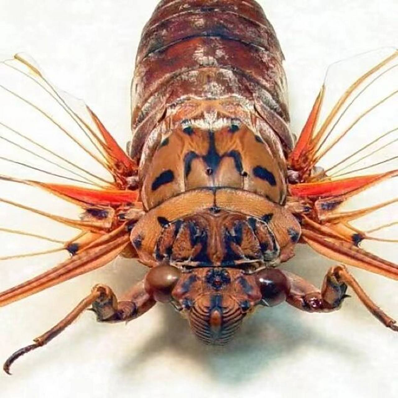 一口之大放不下的大知了帝王蝉来啦 帝王蝉 pomponia属 成虫体长约