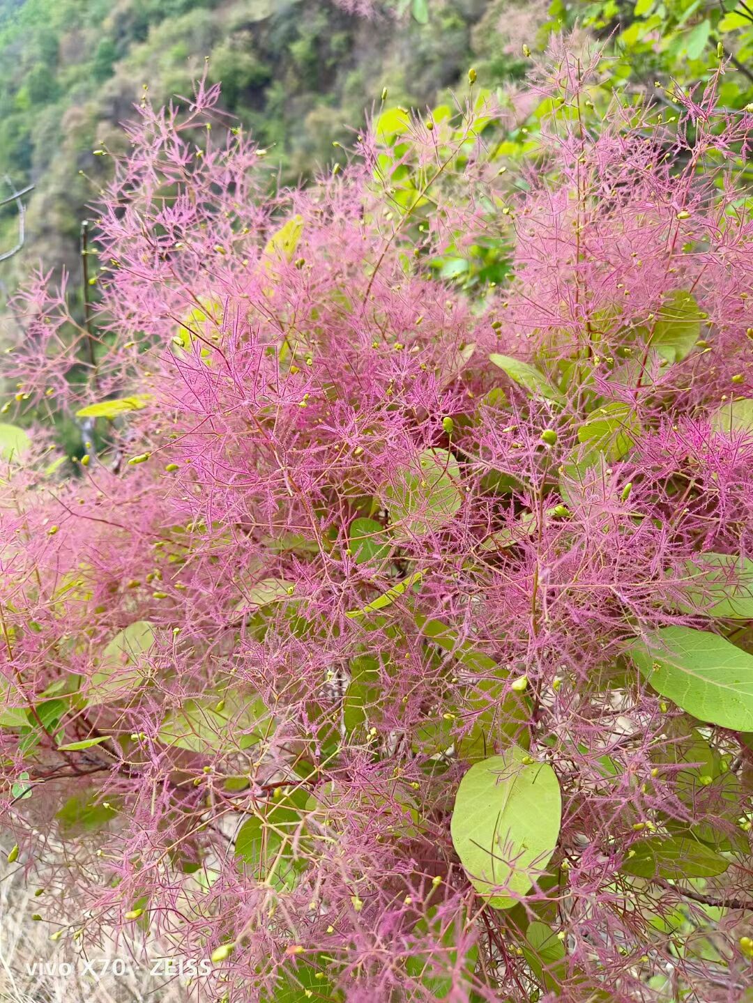 雾中情人  宝藏植物-黄栌 切花名叫雾中情人,漆树科黄栌属植物,雾中