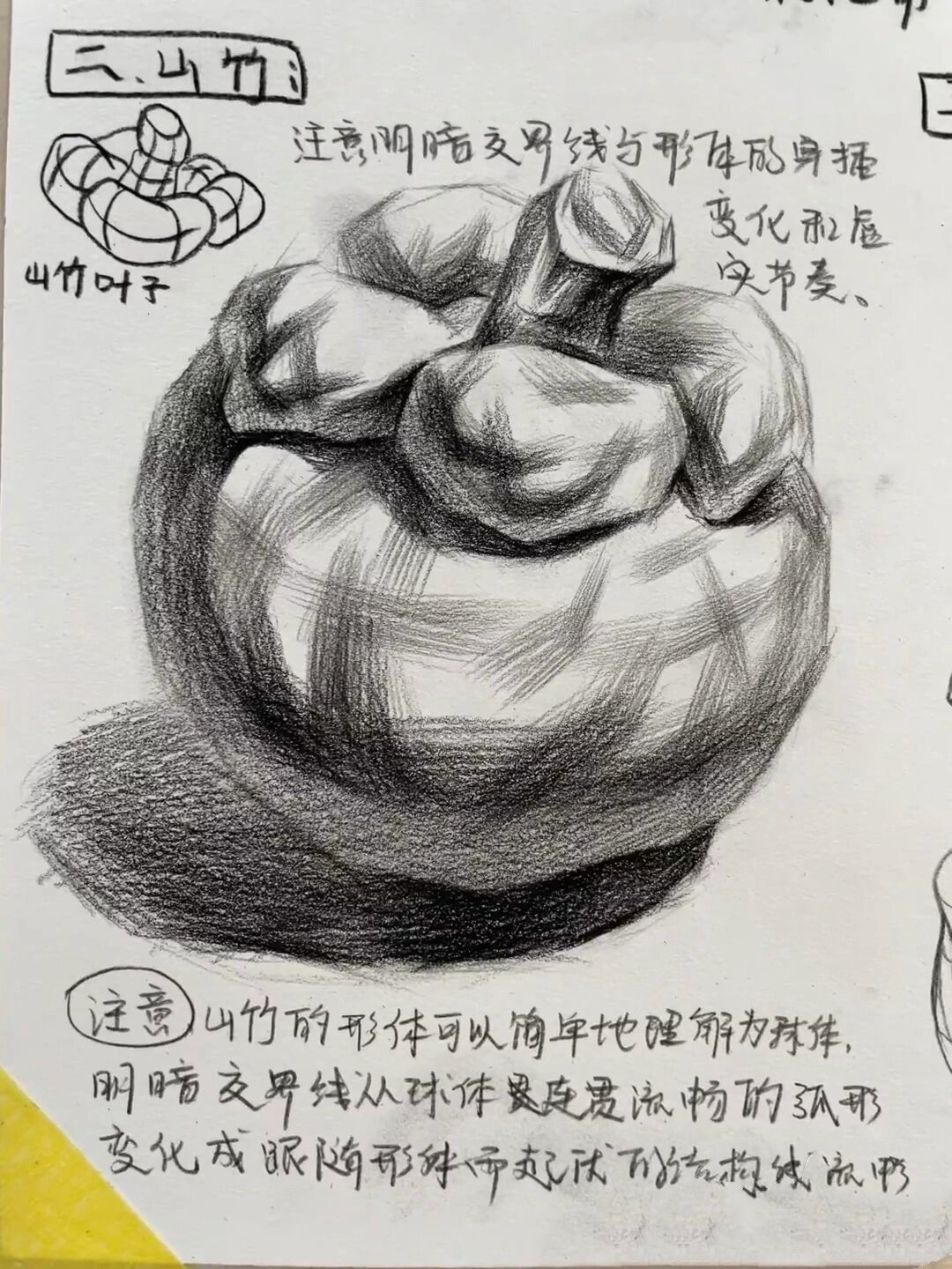 静物水果类素描结构