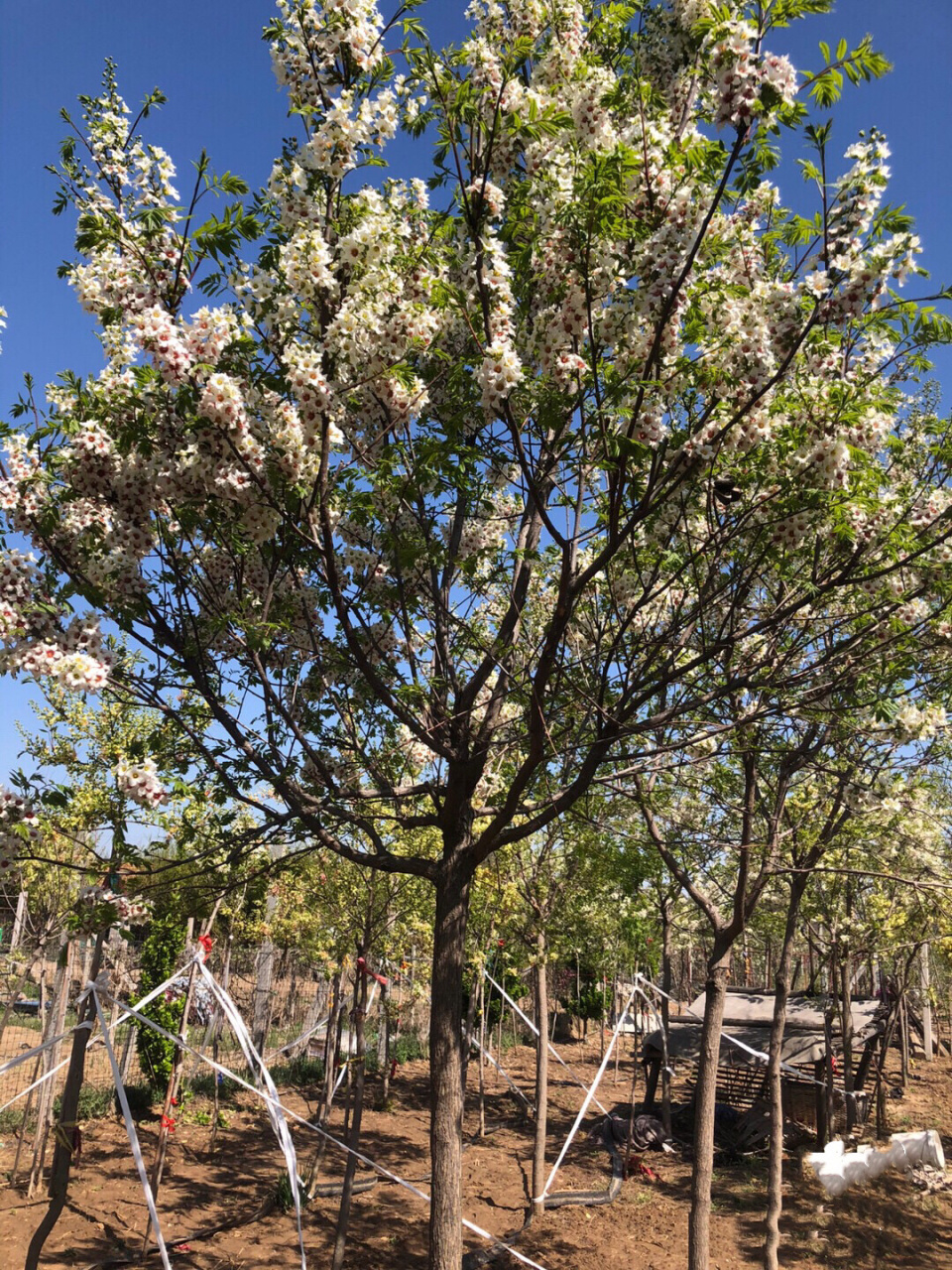 文冠花 又称状元花,颜值高,庭院必备好树,耐寒耐旱,自家种植
