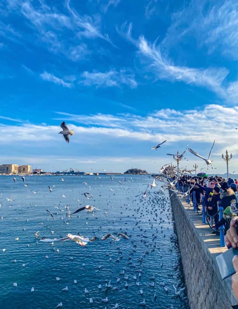 青岛栈桥的海鸥图片