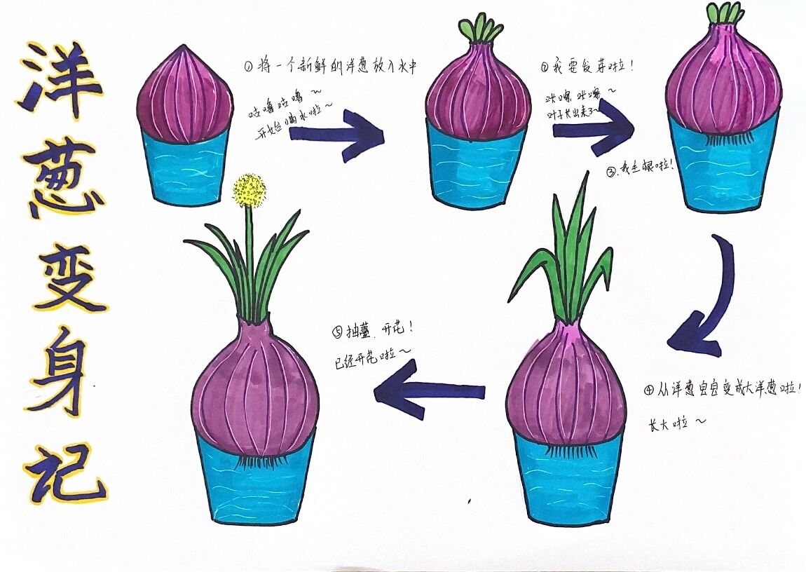 观察日记植物100字3篇(写洋葱)的简单介绍