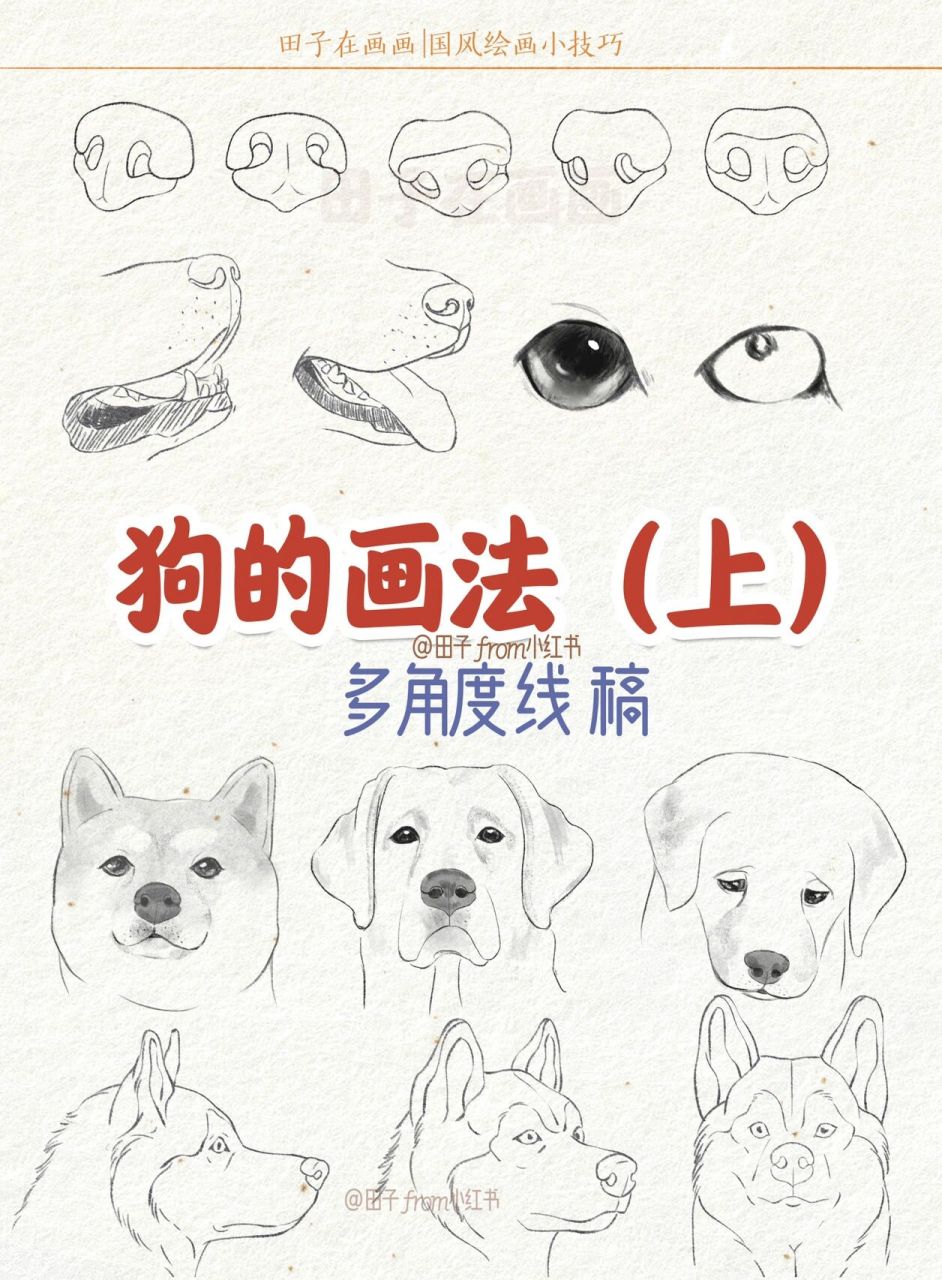 狗的画法 | 多角度线稿 | 零基础绘画教程 学习一下画狗,先从脸部开始