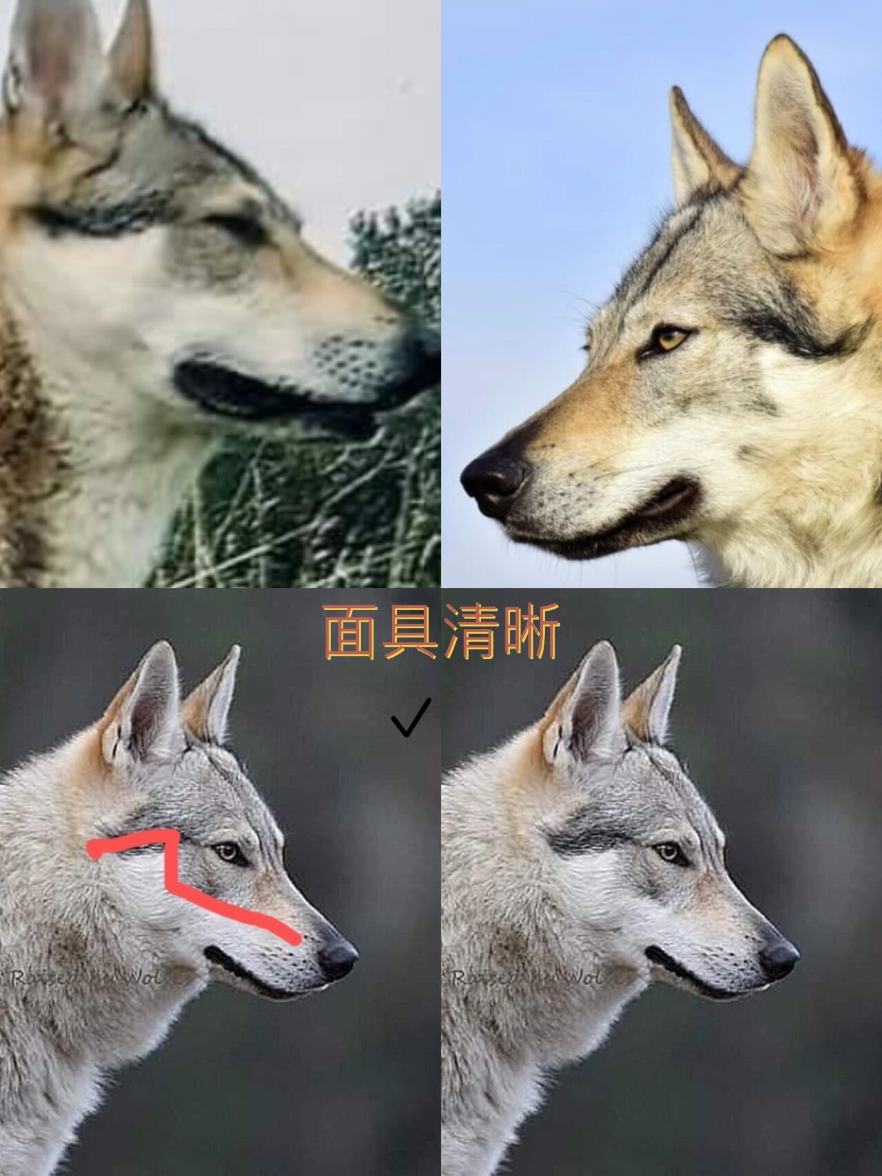 如何挑选捷克狼犬幼犬