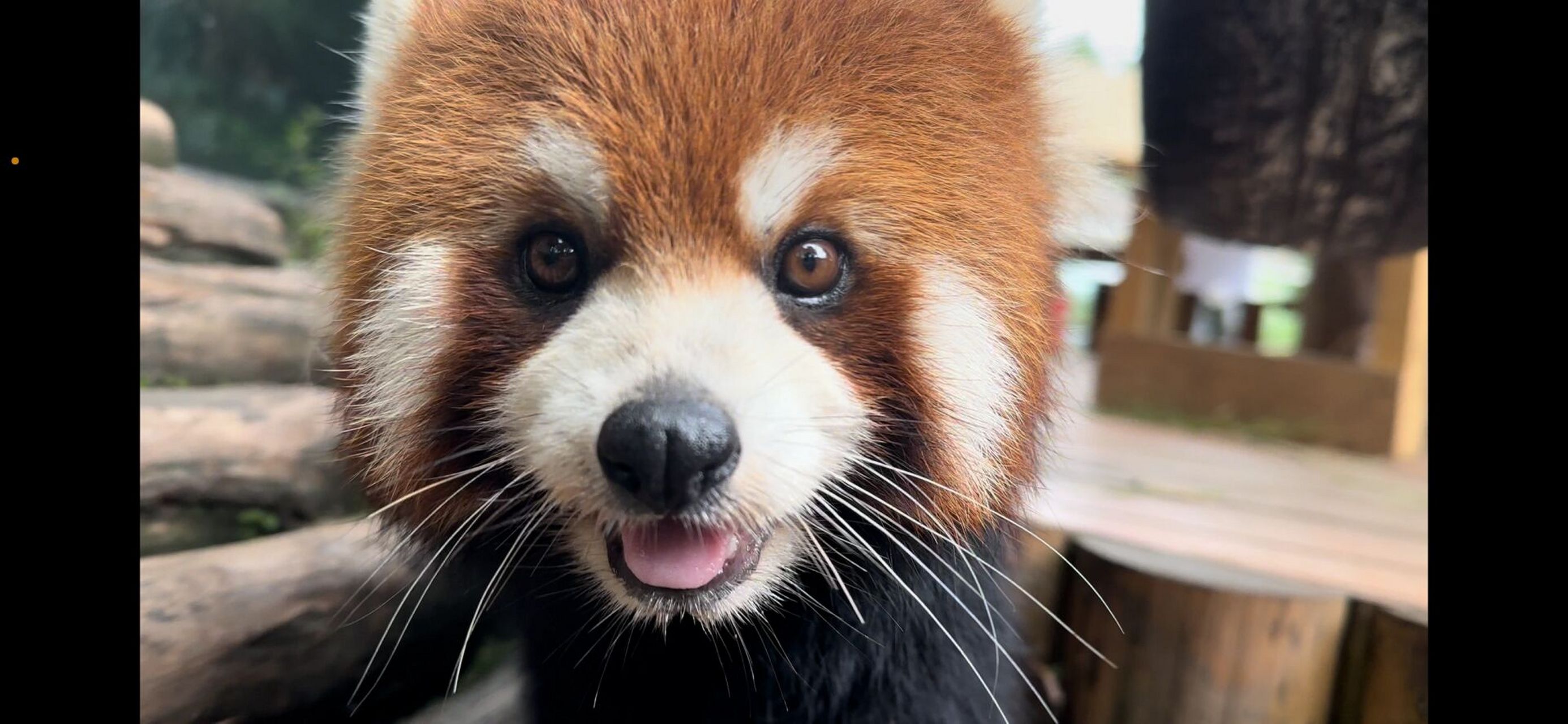 雅安 碧峰峡野生动物园景区 小熊猫是真滴可可爱爱,社恐猴脚趾拇都