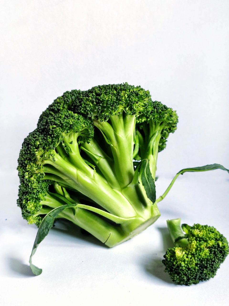 绘画素描画画素材之西兰花