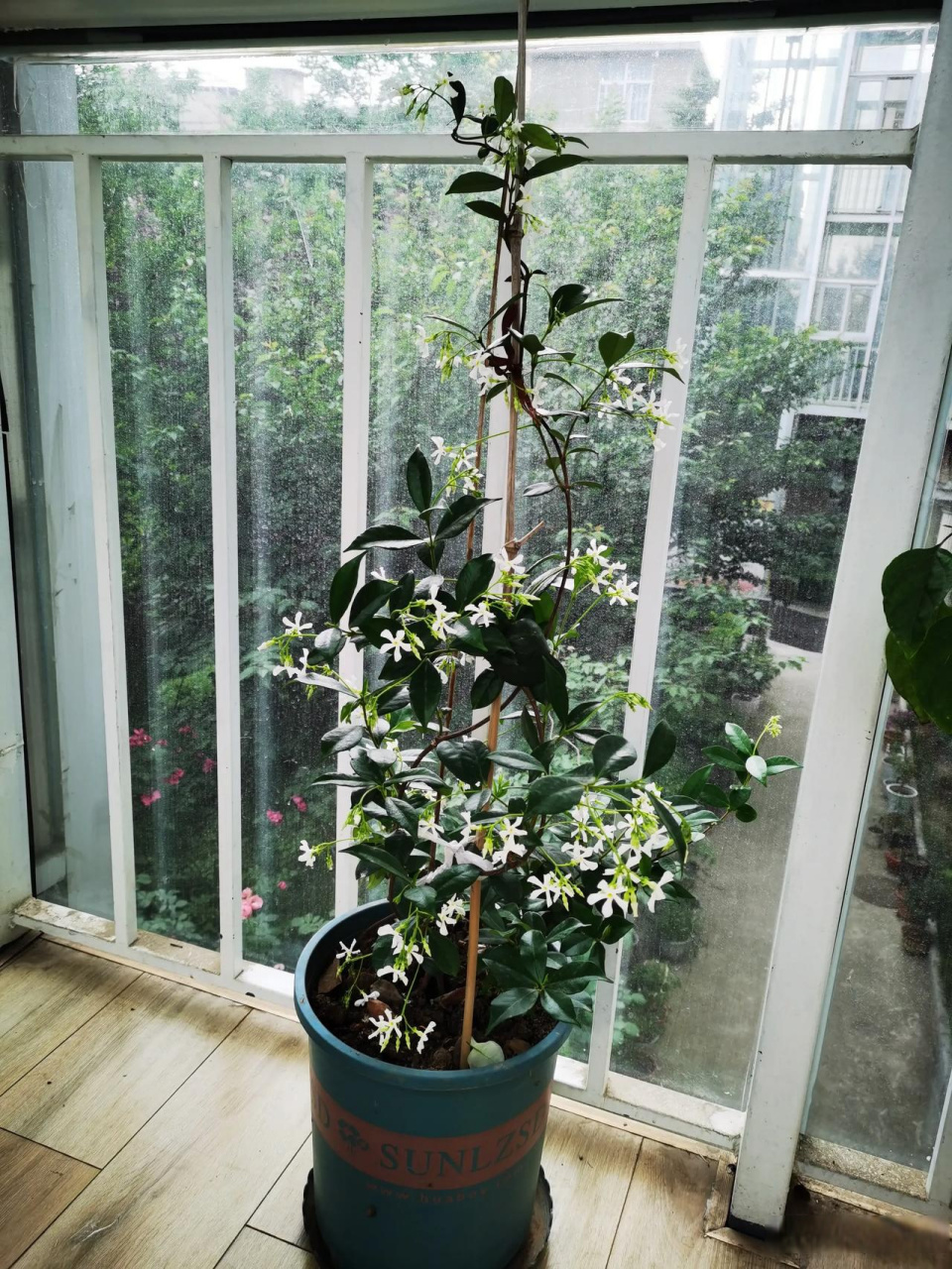 二盆网红花风车茉莉香气袭人,蓝色阴雨勤花到你烦