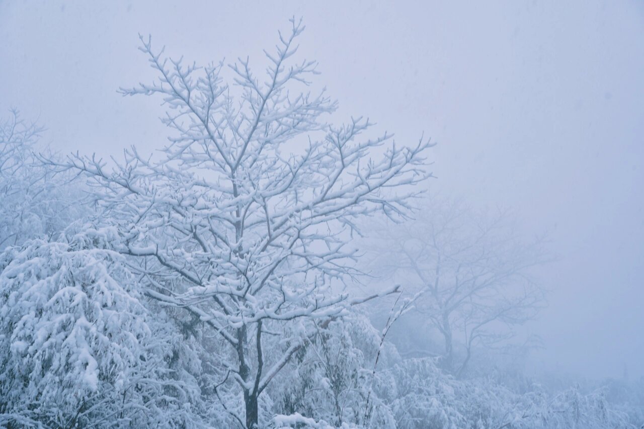 宜兴竹海雪景图片