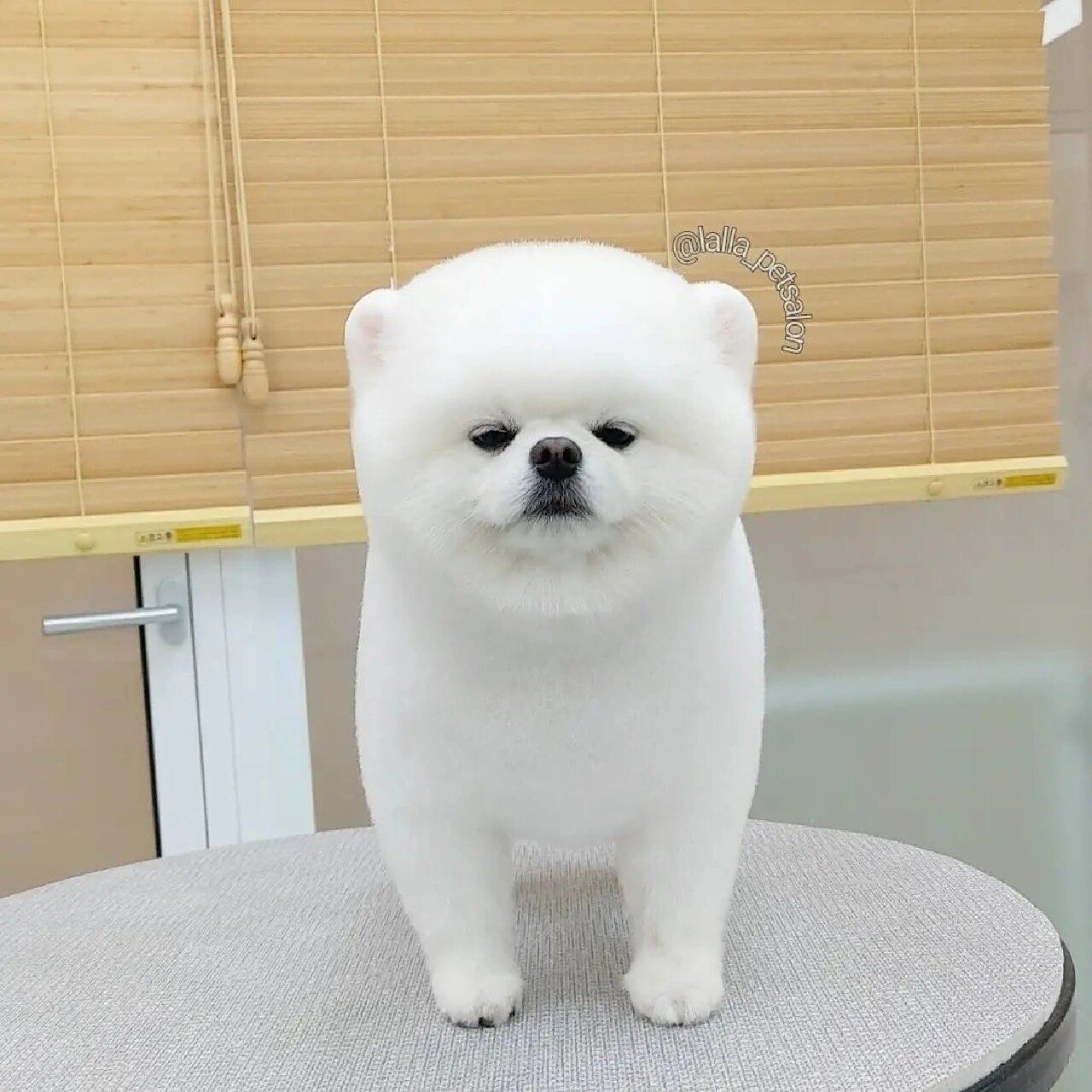 今天分享一些好看的博美「俊介」造型 顺便讨论一下到底哪些条件下是