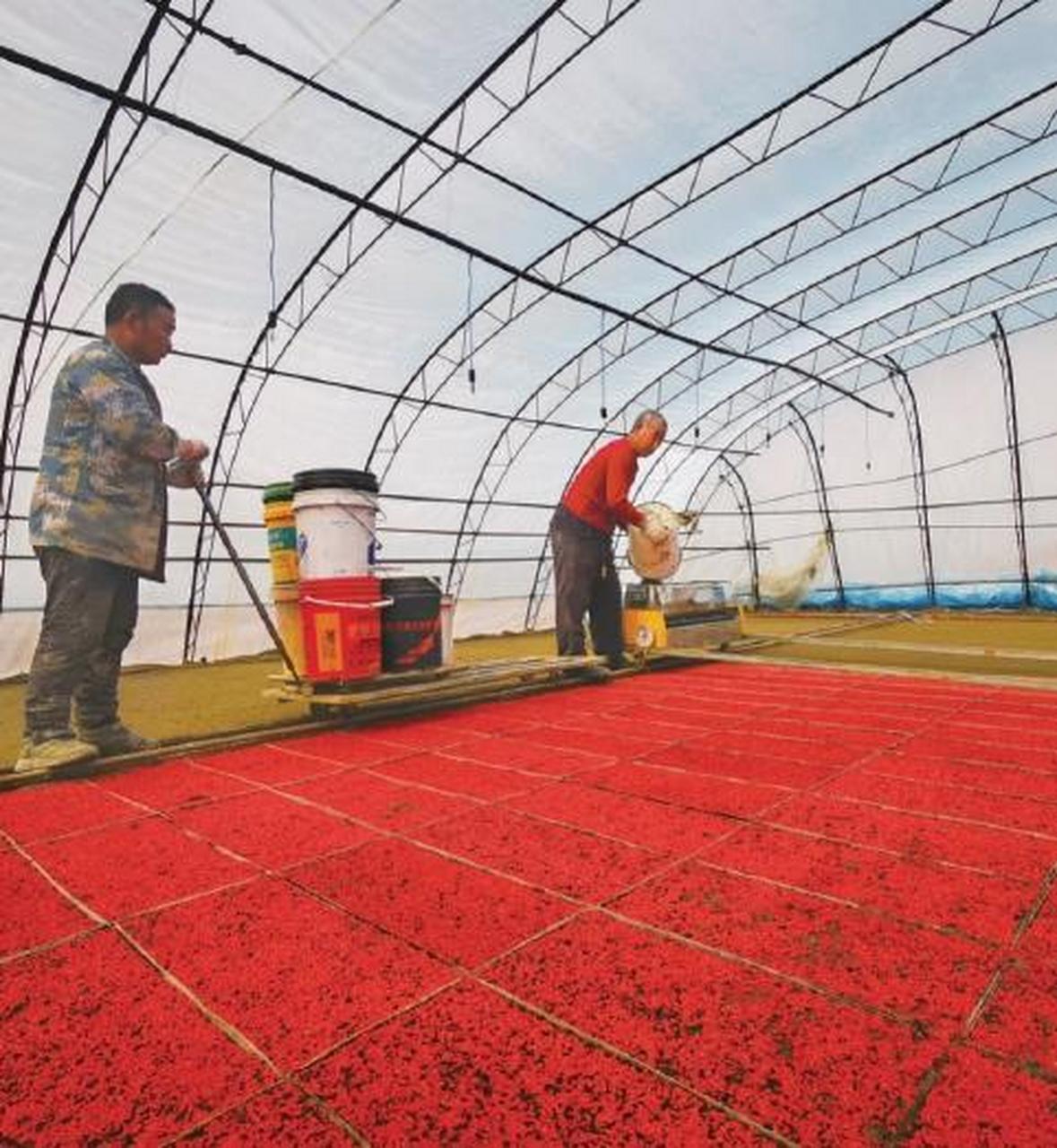 目前,北大荒集团黑龙江鸭绿河农场有限公司已经进入水稻播种季
